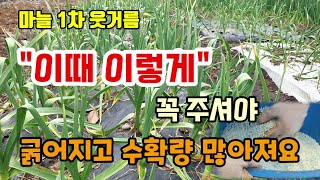 마늘1차웃거름방법 이때 이렇게 줘야 마늘이 굵어지고 수확량 많지며 마늘이1년 되도 썩지 않아요.
