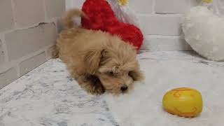ハーフ犬の動画02