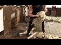 We The Sheeple