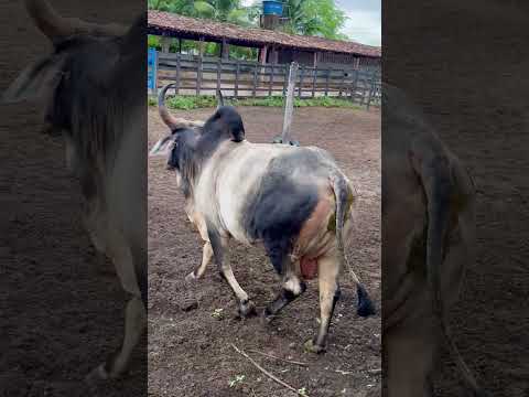 GUZERÁ KANKREJ NA PARAÍBA #shorts