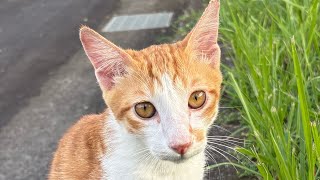 Akira滿5個月了😃戶外拍片#貓動画#可愛い猫 #cat#橘白貓