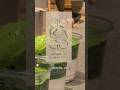 Trying The Famous GOKAGO Matcha In Kyoto Japan Japan Travel Food Eating Foodreview Shorts