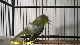 Download lagu Sirtu jenis apapun pasti akan langsung Nyaut dengar pangilan sirtu ini/COBA DAN BUKTIKAN! mp3