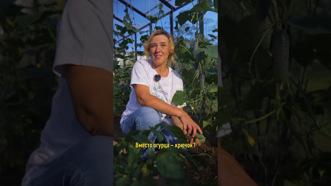 ? Что не так с огурцами и как исправить? Сохраните!