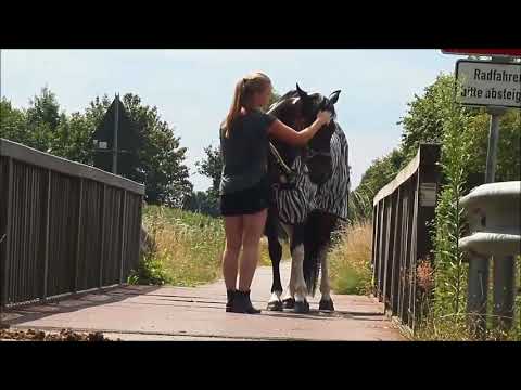 MUSTANG MAKEOVER 2018 Team Maja (TAG 3891) - Update 7