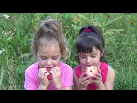 Apple Annie's Peach Picking Season is Open!