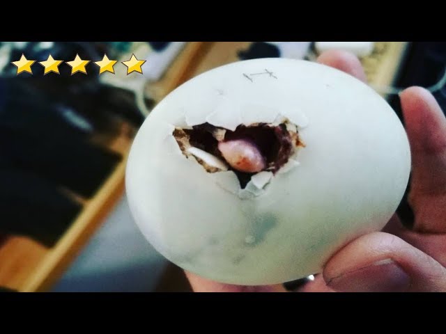 Обычное яйцо из ресторана. Теперь у женщины живет нетипичный питомец.