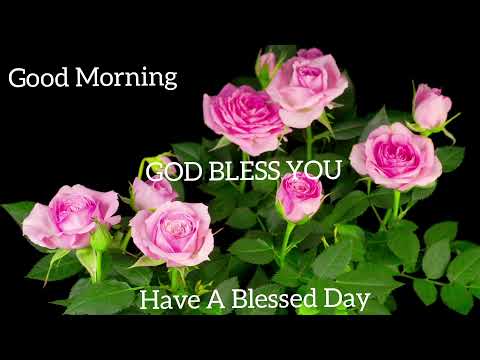Pink Roses Blooming | Good Morning Status Video | GOD BLESS YOU | Have A Blessed Day🌷|shinis style