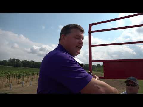 Grapes 101d - Phylloxera and Root Stock