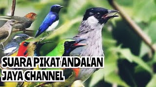 Download lagu SUARA PIKAT ANDALAN JAYA CHANNEL mp3 Download lagu SUARA PIKAT ANDALAN JAYA CHANNEL mp3