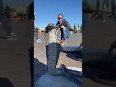 Cobra Royal Marrakech