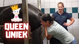 The very last chance to make Queen👑Uniek pregnant for 2022 | Friesian Horses