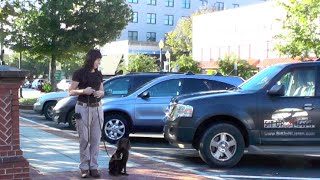 Download Lagu Puppy Training, Kona, Boykin Spaniel, Day 15: Downtown Gainesville and Swim at Lake Thumbnail