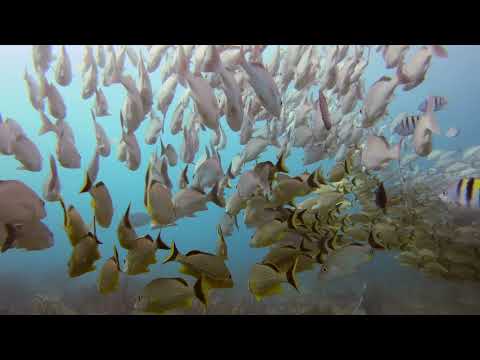Swimming through a big school of mixed Grunts.