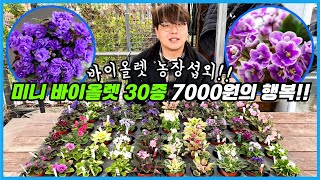 미니 바이올렛 30종 공동구매!! 초보자도 잘 키울 수 있는 농장 꿀팁까지!!