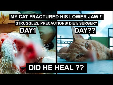SIMBA- My cat Fractured his lower jaw- Complete Healing Process