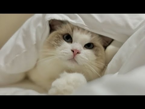 She Adopted Pooky Expecting a Lazy Cat but Ended Up With a Skate Park Legend