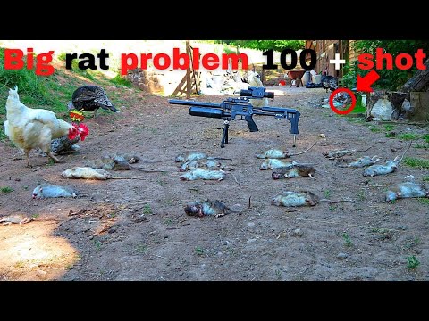 shooting huge rats with air rifles on a chicken farm using the PARD 008 LRF - ATN 4K pro