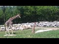 Detroit Zoo Giraffes