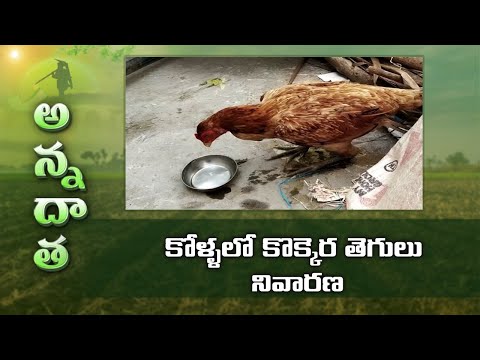 , title : 'How To Protect  Poultry From Ranikhet Disease'