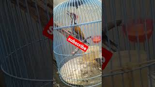 Download lagu pelatuk bawang gacor ngeroll panjang mp3 Download lagu pelatuk bawang gacor ngeroll panjang mp3