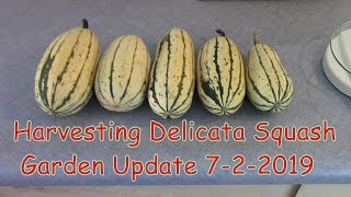 Harvesting Delicata Squash  -- Garden Update 7-2-2019