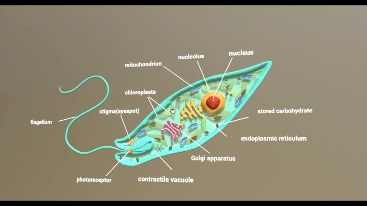 Células protistas (Euglena)