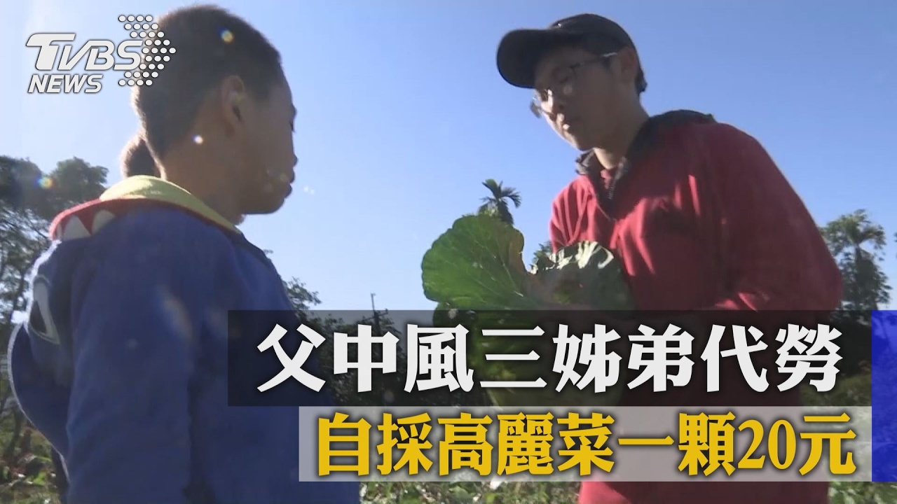 父中風三姊弟代勞　自採高麗菜一顆20元