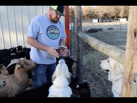 YouTube video about What To Feed a Great Pyrenees