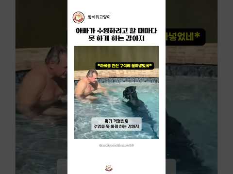 수영장에서 아빠 수영 못 하게 말리는 강아지?