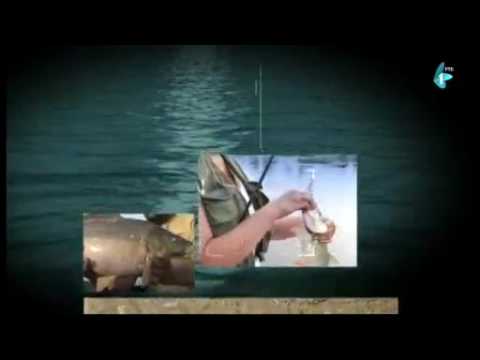 Čari Ribolova, Dunav kod Čelareva (26.08.2016.)