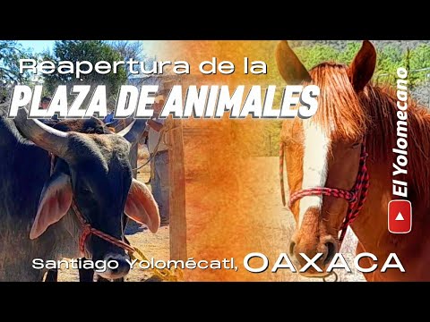 REAPERTURA de la PLAZA DE ANIMALES en Santiago Yolomécatl, OAXACA | El Yolomecano