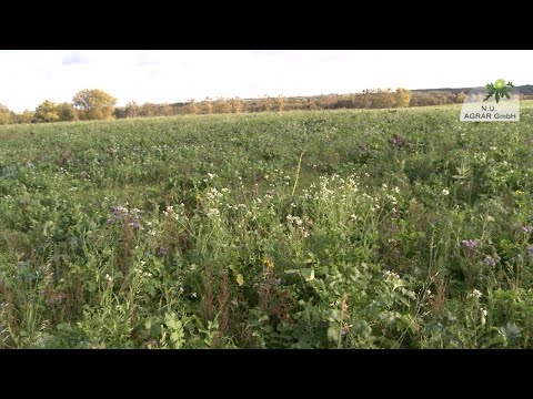 142. Feldexkursion: Zwischenfrüchte - NU Agrar, 30.10.2019
