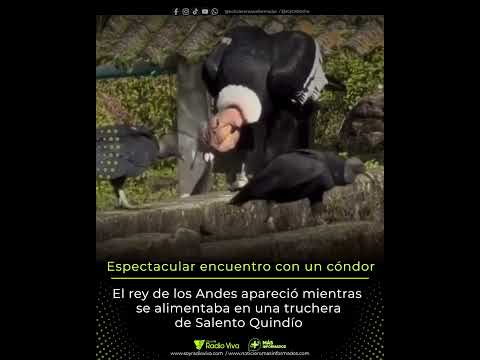 🦅 Así fue el impresionante avistamiento de un cóndor andino en Salento