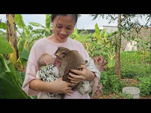Nahu monkey visits Lambo and meets a new monkey friend named Bi