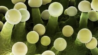 Cannabinoids and the Treatment of People Living with HIV/AIDS