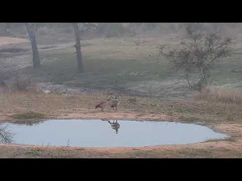 Djuma: Egyptian Goose pair with some mating - 05:39 - 10/06/21