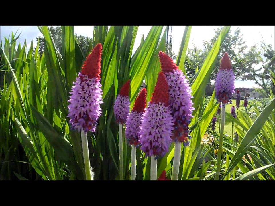 Primula Vialii Agm - Orchid / Red-Hot Poker Primrose (Leixlip Dublin)