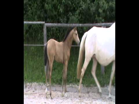 Stutfohlen *2014 Falbe / dun von Balou de Roeut