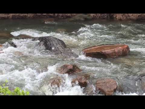 Huge Crocodile Navigates Aussie Rapids