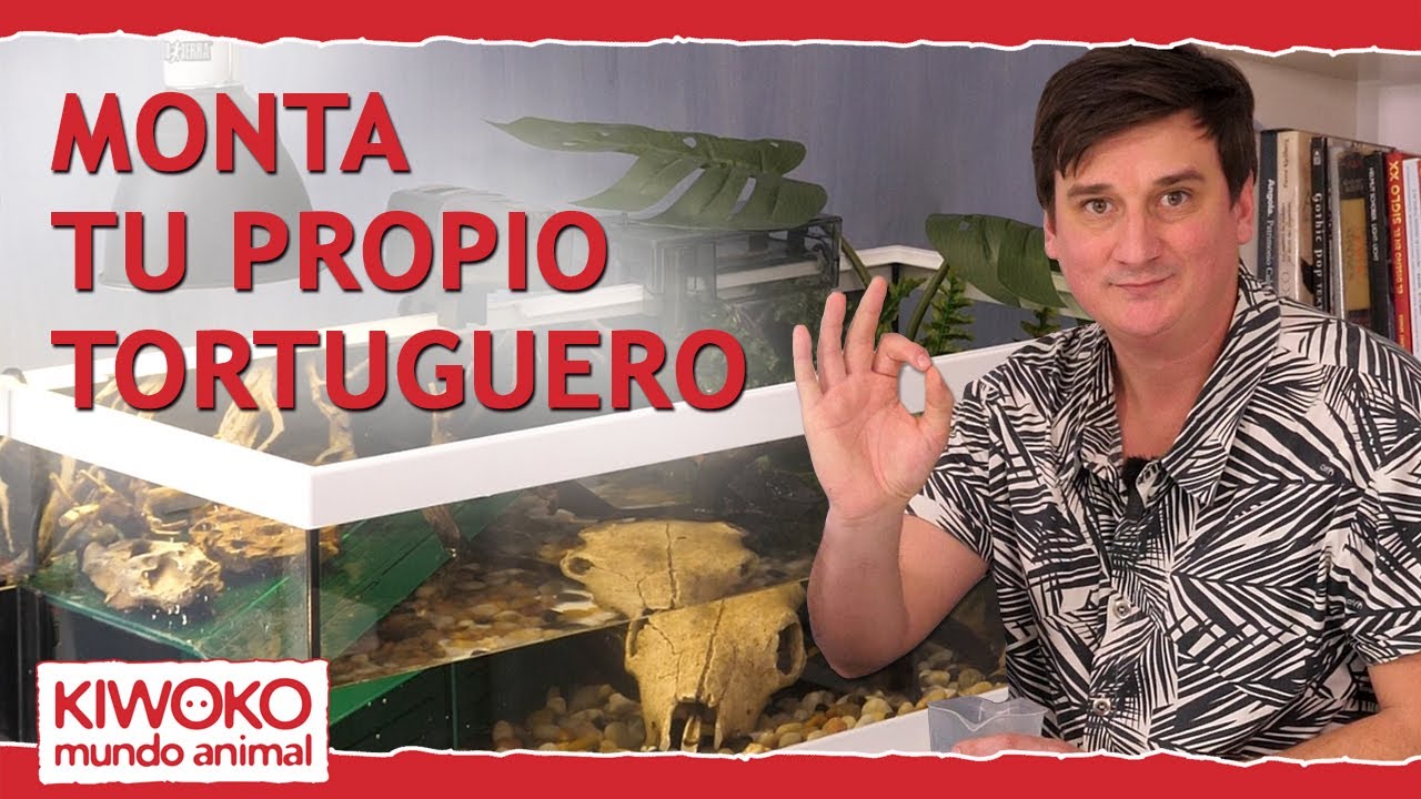 Watch Cómo montar un tortuguero o acuaterrario🐢 Now Cómo montar un tortuguero o acuaterrario🐢