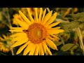 Sunflower Sunflower Status Sunflower Whatsapp Video Song Sunflower Video With Lyrics