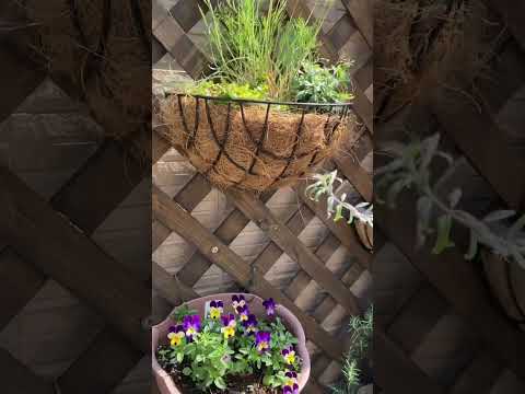 ムクドリをバルコニーから遠ざけるにはどうすればいいですか？厄介で騒々しい害虫を追い払うための 5 つのヒント  庭園