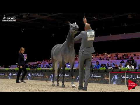 N.100 IZAN AL CAPE - Paris 2017 - Junior Colts (Class CM5B)