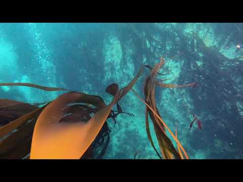 Diving in Saltstraumen - 2020 -  4K