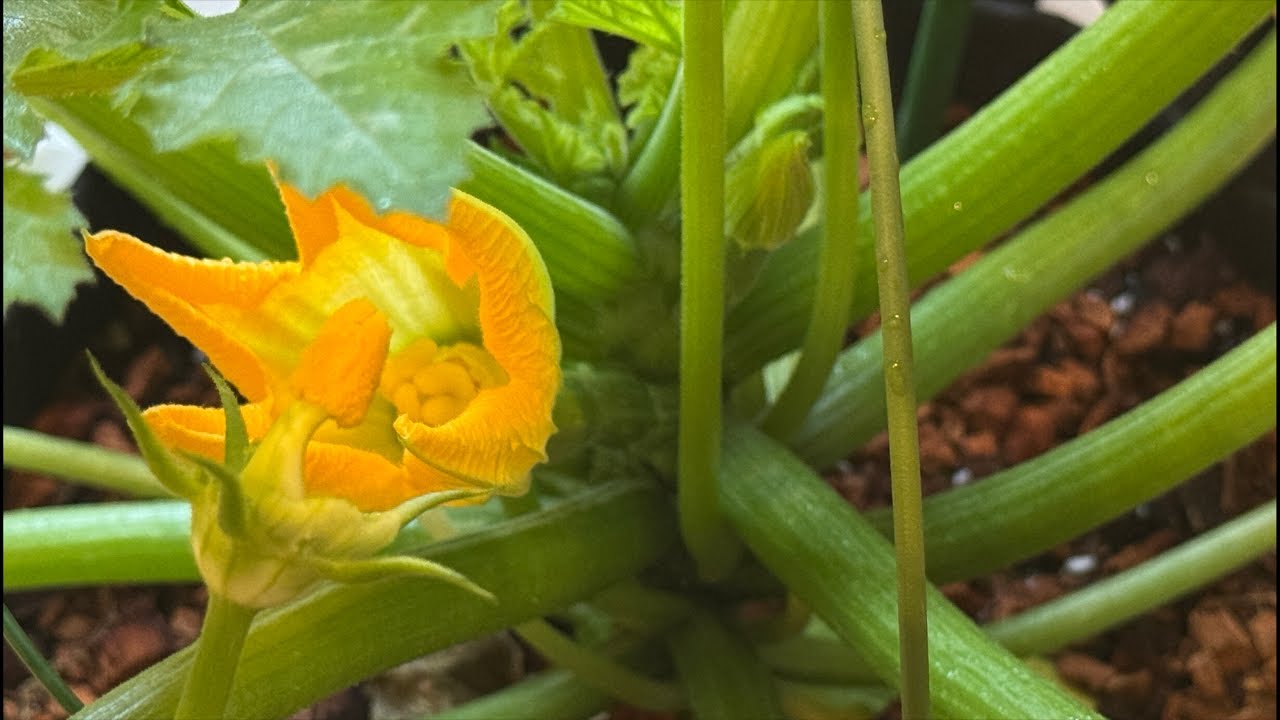 お茶会Live〜ズッキーニを育てよう