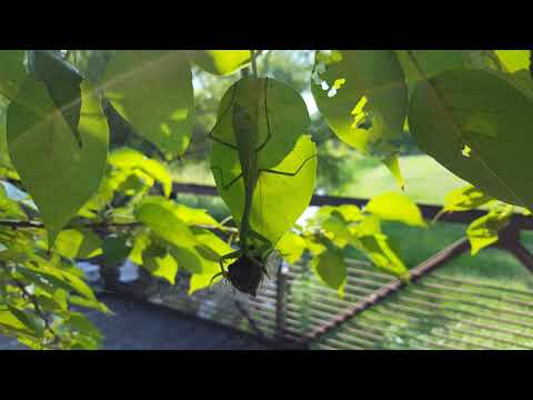 Praying mantis vs Cicada!!