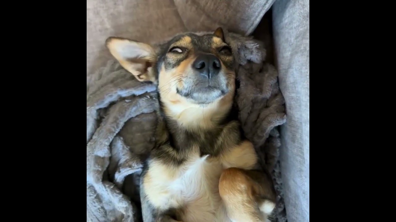 Enlarge Mikie, an adopted mixed breed in Morristown, NJ video 5/6