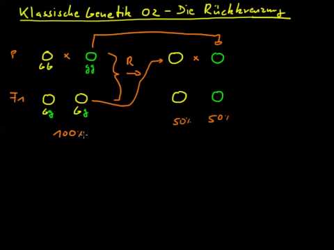 klassische Genetik 02 - Die Rückkreuzung