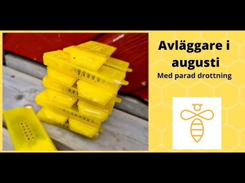 avläggare i augusti är det möjligt?